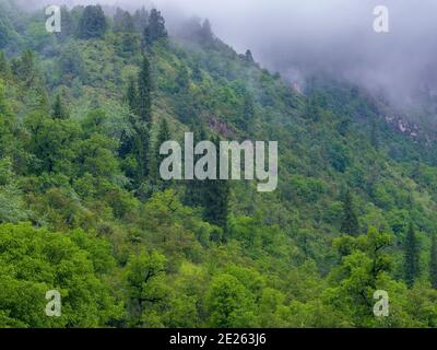 Réserve naturelle Sary-Chelek (Sary-Tschelek), qui fait partie du patrimoine mondial de l'UNESCO de l'Ouest Tien Shan. Tien Shan montagnes ou montagnes célestes à Kirghi Banque D'Images