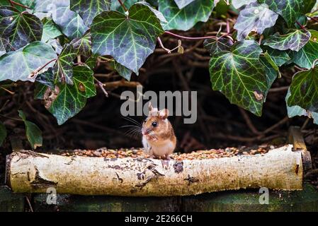 Souris en bois (Apodemus sylvaticus) assise et fourrageante à la mangeoire à oiseaux, Hesse, Allemagne Banque D'Images