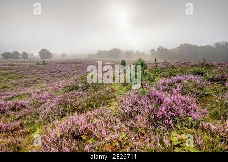 Heather fleurit sur la lande brumeuse à la fin de l'été dans la réserve naturelle Leersumse Veld, Utrecht, pays-Bas Banque D'Images