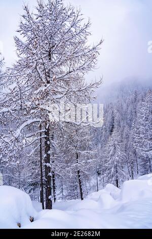 Branches de pin avec petits cônes dans la forêt d'hiver de montagne. Vue panoramique sur la forêt d'hiver avec des arbres couverts de neige. Coucher de soleil dans les montagnes gelées. Mise au point sélective. Photo de haute qualité Banque D'Images