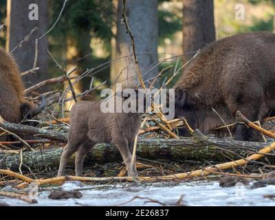 Bison Wisent ou bisons européens (Bison bonasus, Bos bonasus) pendant l'hiver. NP Bavarian Forest, enceinte. Europe, Allemagne, Bavière Banque D'Images