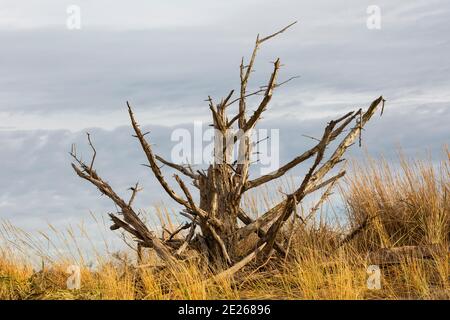 WA19091-00...WASAHINGTON - arbre mort situé sur une dune surplombant l'océan Pacifique à Benson Beach dans le parc national de Cape déception. Banque D'Images