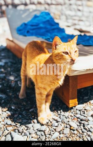 Mignon chat de gingembre se prélassant sur la plage dans la lumière soleil - station balnéaire - surexposition et abri pour animaux vacances Banque D'Images