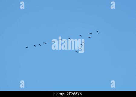 Les contours des grues qui volent dans un coin vers le sud à la fin de l'été sur fond de un ciel bleu horizontal absolument propre et sans nuages v Banque D'Images