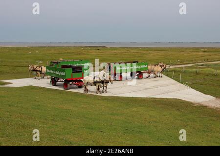 ALLEMAGNE, HALLIG SÜDAFOLL, 03 JUILLET 2014: Calèches tirées par des chevaux sur Hallig Südfall Banque D'Images