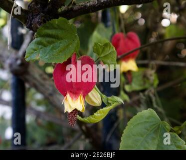 Abutilon megapotamicum arrière abutilon fleurs en forme de lanterne rouge avec pétales jaunes, janvier, Angleterre, Royaume-Uni Banque D'Images