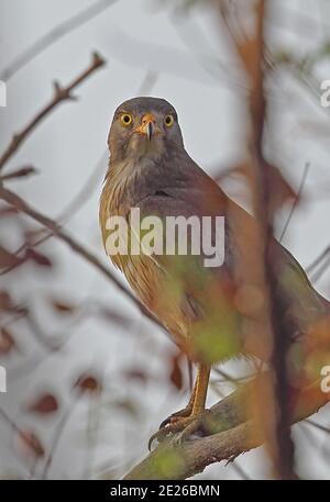 La sauterelle Buzzard (Busitur rufipennis), en gros plan, du parc national de Mole, un adulte perché, au Ghana Février Banque D'Images