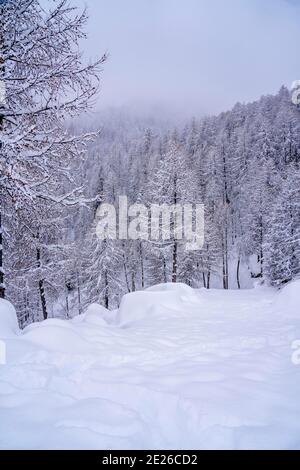 Mise au point douce. Branches de pin avec petits cônes dans la forêt d'hiver de montagne. Vue panoramique sur la forêt d'hiver avec des arbres couverts de neige. Coucher de soleil dans les montagnes gelées. Photo de haute qualité Banque D'Images