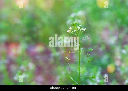 Capsella fleurs sur fond vert nature flou. Fleurs sauvages pour l'herborisme. Herbe médicinale. Gros plan. Banque D'Images