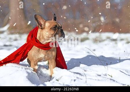 Chien Bulldog français portant un foulard d'hiver rouge chaud debout neige en hiver Banque D'Images