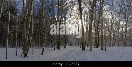 Vue panoramique sur la forêt enneigée, Auvergne, Puy-de-Dome Banque D'Images
