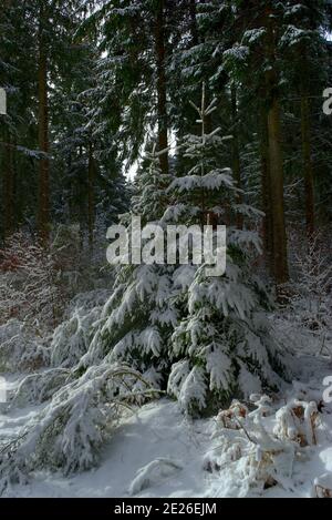 Petit arbre de Noël sous la neige dans la forêt, Auvergne, Puy-de-Dôme Banque D'Images