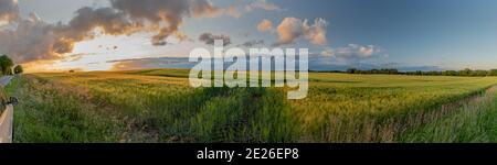 Paysage de cornfield luxuriant avec des éoliennes en arrière-plan et un coucher de soleil fantastique. Schleswig-Holstein, Allemagne. Banque D'Images