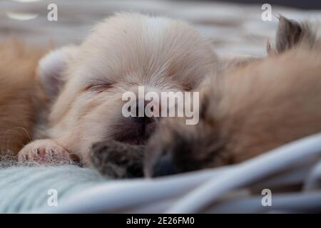 Adorable chien pomeranien spitz chiots se posant dans un panier de Rush avec lumière naturelle. Photo de haute qualité Banque D'Images