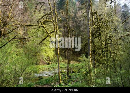Moosüberwachsene Bäume im wildromantischen Vallée du Dessoubre im französichen Jura Banque D'Images