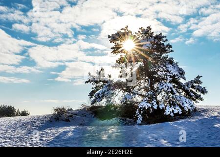 Rayons du soleil levant. PIN solitaire enneigé. Matin d'hiver ensoleillé dans les montagnes. Paysage enneigé en République tchèque. Banque D'Images