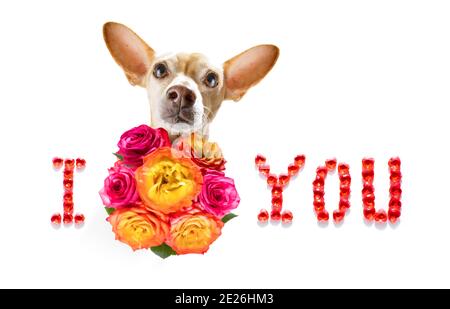 saint-valentin mères et pères chien chihuahua avec fleurs d'amour, isolé sur fond blanc ou mariage Banque D'Images