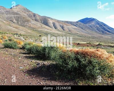 Un premier plan herbeux, avec les montagnes arides de Femes, Lanzarote, au loin Banque D'Images