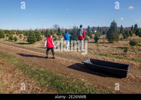 Une petite fille marche à travers la ferme d'arbres avec la famille tirant un grand traîneau Banque D'Images