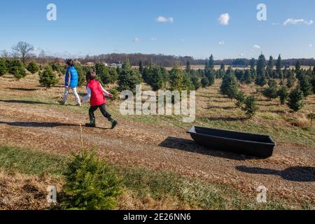 Une petite fille marche avec son frère à travers la ferme d'arbres tirant grand traîneau Banque D'Images