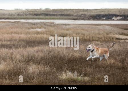 Un chien jaune de race mixte coule joyeusement hors de la laisse à travers les herbes des marais Banque D'Images