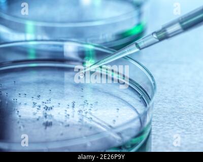 Biologie cellulaire, Pipettage d'échantillons dans une boîte de Petri contenant des cellules. Banque D'Images