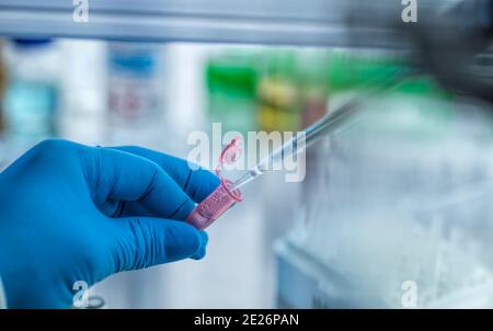 Biotechnologie, Pipettage d'un échantillon dans un flacon pendant l'expérience en laboratoire Banque D'Images