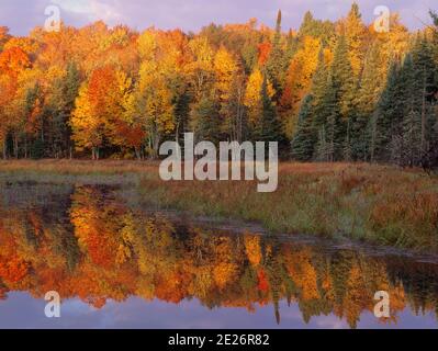 La lumière du soir peint les arbres de couleur automnale sur la rive d'un étang de castors isolé dans la partie supérieure de Peninssula du Michigan. Calme, serein et les arbres an Banque D'Images