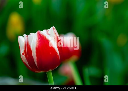 tulipe blanche et rouge avec fond vert flou dans un Parc de fleurs en Asie Banque D'Images