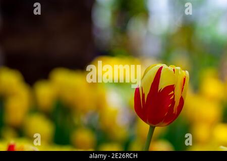 Tulipes rouges et jaunes sur fond jaune flou dans un Jardin de fleurs à Singapour Banque D'Images
