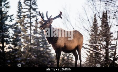 Parc Omega, Canada, le 2 janvier 2021 - le wapiti en itinérance dans la forêt enneigée du parc Omega en hiver Banque D'Images