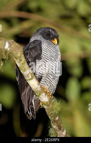 Hibou noir et blanc (Strix nigrolineata) adulte unique perché sur une branche d'arbre dans la forêt tropicale, Équateur Banque D'Images