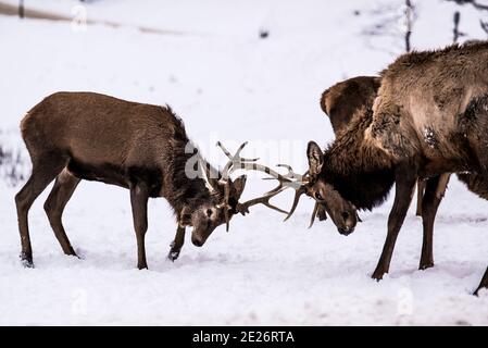 Parc Omega, Canada, 2 janvier 2021 - deux Elks se battent dans la forêt de neige du parc Omega en hiver Banque D'Images