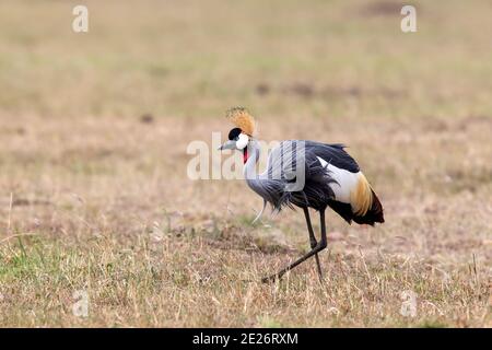 Grue à couronne noire (Balearia pavonina), adulte unique marchant sur de courtes prairies à Masai Mara, Kenya Banque D'Images