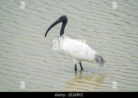 Ibis à tête noire (Threskiornis melanocephalus) adulte unique se nourrissant en eau peu profonde, Sri Lanka Banque D'Images