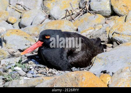 Huistercapcher au noir (Haematopus ater), femelle adulte assise sur un nid, œufs en incubation, îles Falkland, Malvinas Banque D'Images