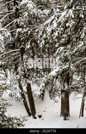 Montebello, Canada - 2 janvier 2021 : vue imprenable sur le champ de neige dans le parc Omega Banque D'Images