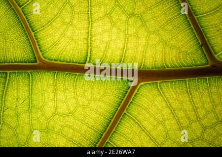 Texture de la feuille verte et arrière-plan de la symétrie de la chlorophylle de la structure rétro-éclairée. Macro-photographie écologique. Banque D'Images