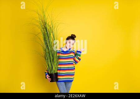 Photo d'un joli petit pain brun poil fille porte jeans arc-en-ciel plante de retenue de chandail désolé isolée sur fond jaune Banque D'Images