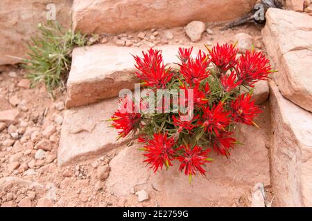 Fleur rouge de pinceau indienne (Castilleja scabrida) dans le désert de l'Utah en mai. Fleur de la famille des Broomrape (Orobanchaceae). Banque D'Images