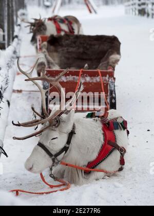 Renne dans le harnais. Safari de rennes en Laponie. Cerf blanc. Village du Père Noël à Rovaniemi. Banque D'Images