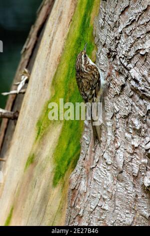 Treecreeper (Certhia familiaris). Recherche d'insectes aboiants. Tronc grimpant d'un arbre de Cupressus de jardin utilisant des plumes de queue raide pour le soutien. Banque D'Images