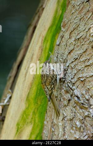 Treecreeper (Certhia familiaris). Le transport de matériel de nidification à la ligne nichent derrière l'écorce libre sur un arbre de Cupressus de jardin. Banque D'Images