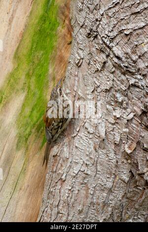 Treecreeper (Certhia familiaris). Recherche d'insectes aboiement. Agile, jerky grimpant le tronc d'un jardin boisé Cupressus arbre. Banque D'Images