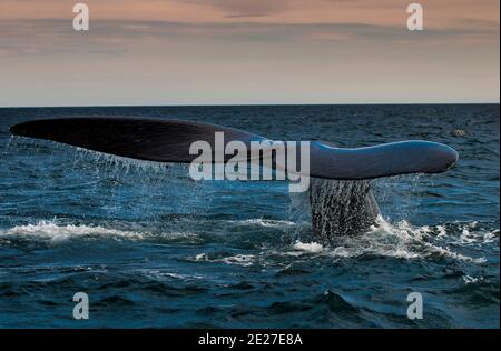 Queue de baleine méridionale, Peninsula Valdes, site du patrimoine mondial, Patagonie, Argentine. Banque D'Images