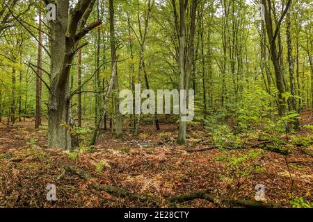 Wald, Spandauer Forst, Hakenfelde, Spandau, Berlin, Allemagne Banque D'Images