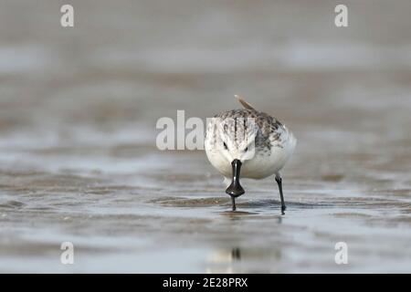 Pondeuses à bec de cuillère (Calidris pygmeus, Eurynorhynchus pygmeus), hivernant le long de la côte est, une enliseuse en danger critique, Chine, Guangdong, Banque D'Images