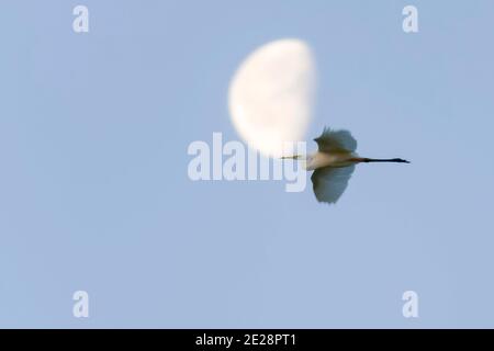 Grand aigreet, Grand Egret blanc (Egretta alba, Casmerodius albus, Ardea alba), en vol contre la lune, France Banque D'Images