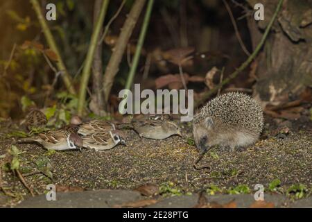 Hérisson occidental, hérisson européen (erinaceus europaeus), mangeant avec des moineaux dans un lieu d'alimentation d'oiseaux à la fin de l'automne, Allemagne, Bavière Banque D'Images