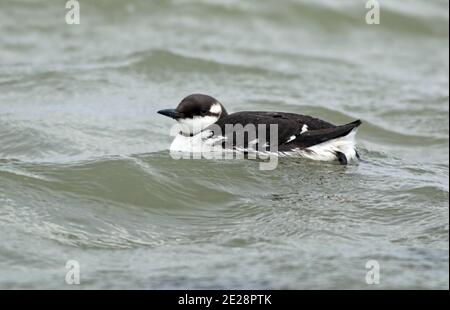 guillemot à guillemot commun (Uria aalge), natation, pays-Bas, Breezanddijk Banque D'Images